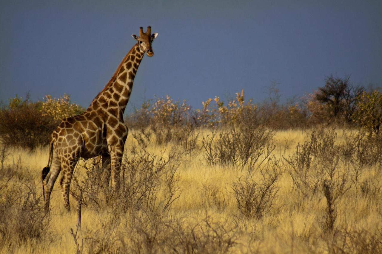 Grassland Safari Lodge Ghanzi Bagian luar foto