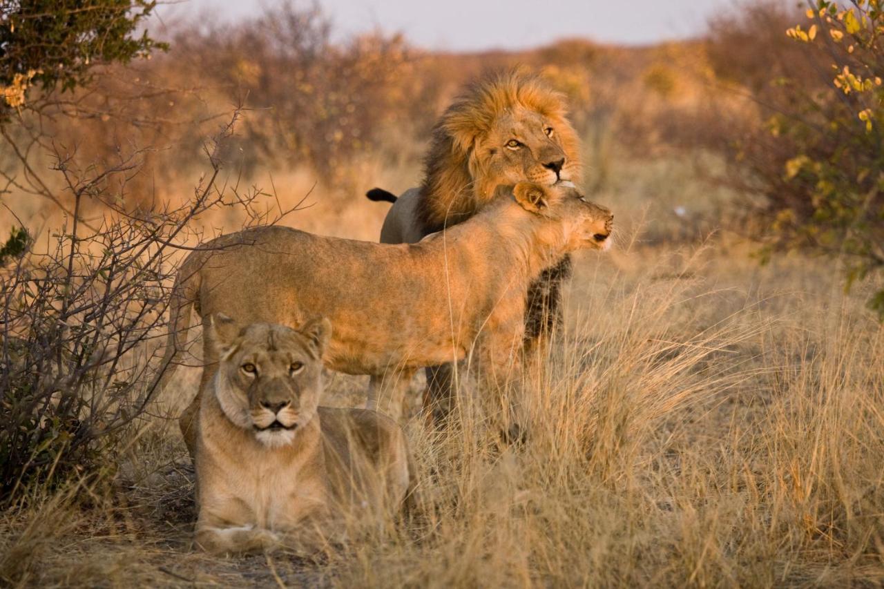 Grassland Safari Lodge Ghanzi Bagian luar foto